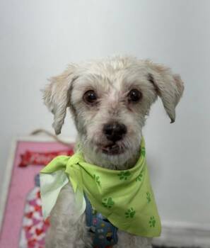 Jake -  Havanese and Poodle Dog for Adoption in Carlsbad, California - Jake | PetCurious