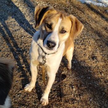 Beagle Dogs Available for Adoption in Fairfax Station, Virginia - Jack | PetCurious
