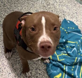 Ron -  Pit Bull Terrier Dog for Adoption in Golden, Colorado - Ron | PetCurious