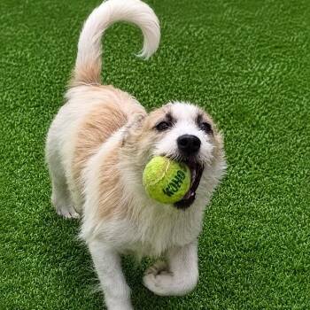 Gidget -  Jack Russell Terrier Dog for Adoption in Anderson, South Carolina - Gidget | PetCurious