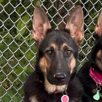Angus (26-282) -  German Shepherd Dog Dog for Adoption in New Ringgold, Pennsylvania - Angus (26-282) | PetCurious