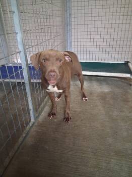 Rescue Chocolate Labrador Retriever Dogs for Adoption in Lewisburg, Tennessee - Charlie | PetCurious