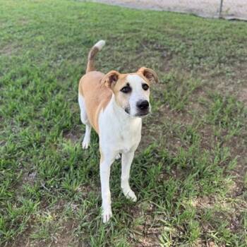Gusto -  Terrier Dog for Adoption in Carencro, Louisiana - Gusto | PetCurious