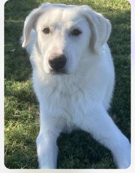 Rescue Labrador Retriever Dogs for Adoption in Columbia, Maryland - Lilo Cs | PetCurious