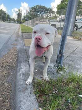 LOCK -  American Bulldog Dog for Adoption in Doral, Florida - LOCK | PetCurious