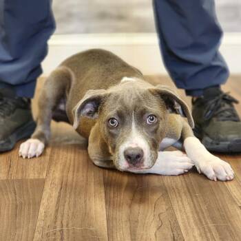 Paris -  Terrier and Mixed Breed Dog for Adoption in Montgomery, Alabama - Paris | PetCurious