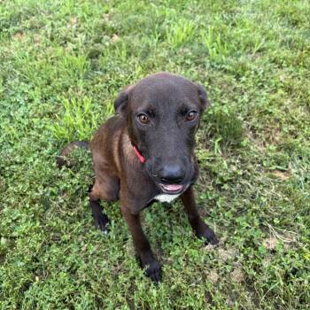 Winston -  Labrador Retriever and Mixed Breed Dog for Adoption - Winston | PetCurious