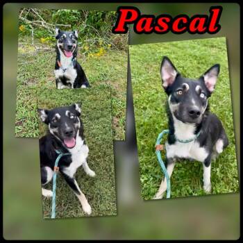 Pascal -  Husky and Mixed Breed Dog for Adoption in Blountville, Tennessee - Pascal | PetCurious