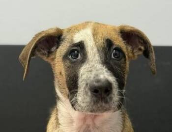 Catahoula Leopard Dog Dogs Available for Adoption in Mobile, Alabama - Peter | PetCurious
