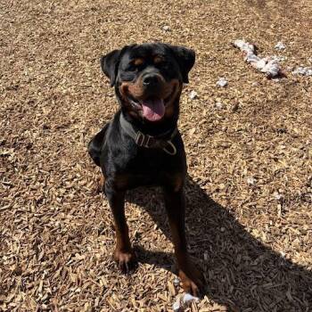 Chloe -  Rottweiler Dog for Adoption in Lynchburg, Virginia - Chloe | PetCurious