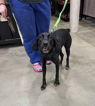 Black Labrador Retriever and Hound Dogs Available for Adoption - Mary Jane | PetCurious