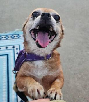 Rescue Chihuahua Dogs for Adoption in Greensburg, Pennsylvania - Stewie | PetCurious