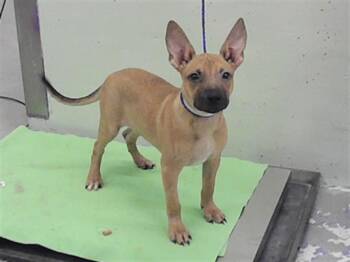 SLOANE -  Labrador Retriever and Mixed Breed Dog for Adoption in Houston, Texas - SLOANE | PetCurious