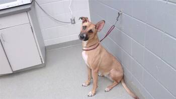 WILBUR -  German Shepherd Dog and Mixed Breed Dog for Adoption in Omaha, Nebraska - WILBUR | PetCurious