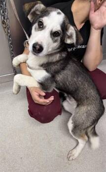 PENN -  Husky Dog for Adoption in Fairbanks, Alaska - PENN | PetCurious