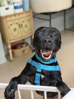 Foster needed Barnacle -  Pit Bull Terrier and American Staffordshire Terrier Dog for Adoption in Oceanport, New Jersey - Foster Needed Barnacle | PetCurious