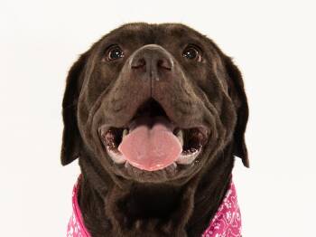 Flossie -  Chocolate Labrador Retriever Dog for Adoption in Cookeville, Tennessee - Flossie | PetCurious