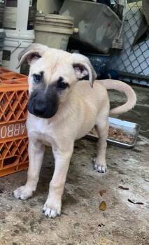 OTTO - calm and sweet -  Shepherd and Mixed Breed Dog Available for Adoption - OTTO - Calm And Sweet | PetCurious
