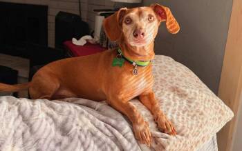 Reese -  Dachshund Dog for Adoption in Tulsa, Oklahoma - Reese | PetCurious