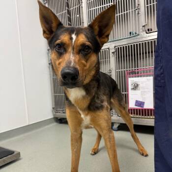 Rocket -  Shepherd and Catahoula Leopard Dog Dog for Adoption in Abilene, Texas - Rocket | PetCurious