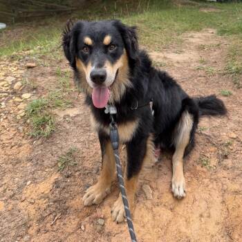 Kodiak -  Mixed Breed and None Dog for Adoption in Falls Church, Virginia - Kodiak | PetCurious