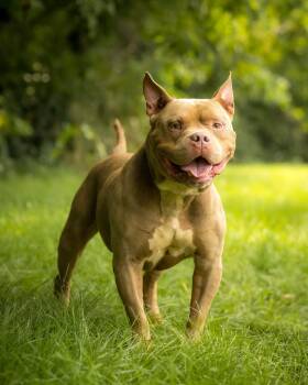 HAMM (0109) -  American Bully Dog for Adoption in Bridgeport, Connecticut - HAMM (0109) | PetCurious