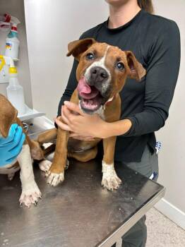Boxer Dogs Available for Adoption in Marietta, Georgia - Guacamole | PetCurious