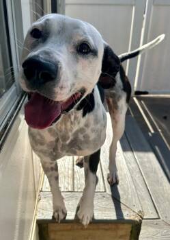 Rescue Dalmatian and Pit Bull Terrier Dogs for Adoption in Suffield, Connecticut - Lulubell | PetCurious
