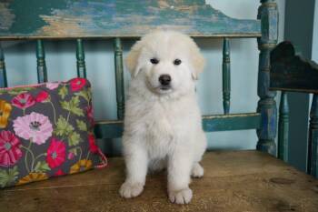 Great Pyrenees Dogs Available for Adoption in San Antonio, Texas - Peter | PetCurious