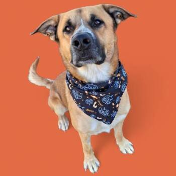 Rescue Shepherd Dogs for Adoption in Thousand Oaks, California - Baxter -- URGENT!! | PetCurious