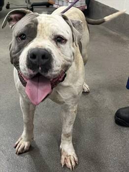 TITUS -  Pit Bull Terrier Dog Available for Adoption - TITUS | PetCurious