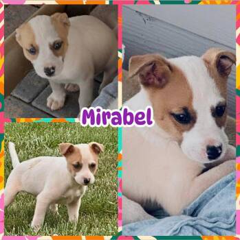 Mirabel -  Labrador Retriever Dog for Adoption in Ringwood, New Jersey - Mirabel | PetCurious