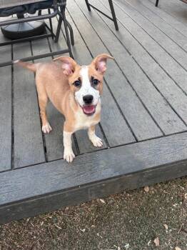 Cattle Dog and Labrador Retriever Dogs Available for Adoption - Sally Sneedly | PetCurious