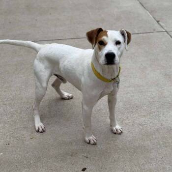 Rescue Coonhound and Mixed Breed Dogs for Adoption in Shinnston, West Virginia - Petey | PetCurious