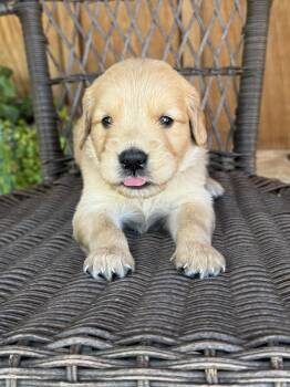 Green  -  Golden Retriever Dog for Sale in Hackett, Arkansas - Green  | PetCurious
