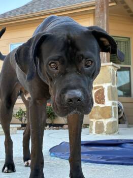 Rescue American Staffordshire Terrier Dogs for Adoption in Magnolia, Texas - Babe Ruth | PetCurious