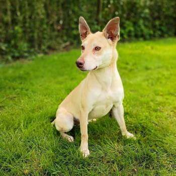 Feist Dogs Available for Adoption in Maynardville, Tennessee - Max | PetCurious