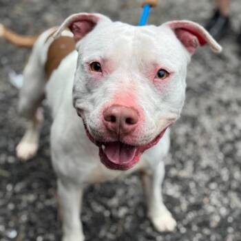 Staffordshire Bull Terrier Dogs Available for Adoption - Cornflake | PetCurious