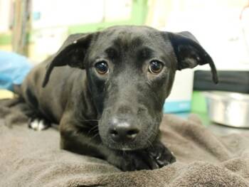 Rescue Dachshund and Fox Terrier Dogs for Adoption in Picayune, Mississippi - Monty | PetCurious