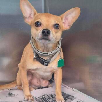 Ringo 3 -  Chihuahua and Mixed Breed Dog for Adoption in North Myrtle Beach, South Carolina - Ringo 3 | PetCurious
