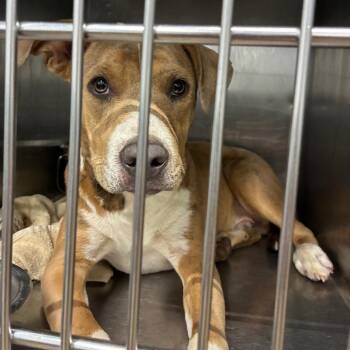 Damon -  Terrier Dog for Adoption in Abilene, Texas - Damon | PetCurious