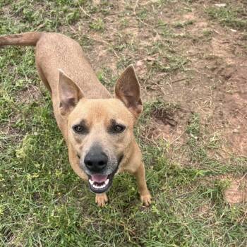 Carletta -  American Staffordshire Terrier and Chihuahua Dog for Adoption - Carletta | PetCurious
