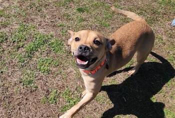 Chihuahua and Pit Bull Terrier Dogs Available for Adoption in Springfield, Massachusetts - SHYLEEN | PetCurious