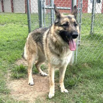 (Found) Cher -  German Shepherd Dog and Mixed Breed Dog for Adoption in Cabot, Arkansas - (Found) Cher | PetCurious