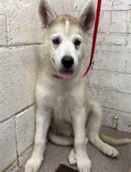 CAMEMBERT -  Siberian Husky Dog for Adoption in San Bernardino, California - CAMEMBERT | PetCurious
