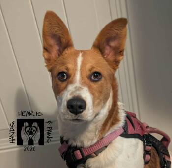 Cattle Dog Dogs Available for Adoption - Glizzy | PetCurious