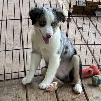 Marley - A Stunning Aussie Mix Puppy -  Australian Shepherd Dog for Adoption in Houston, Texas - Marley - A Stunning Aussie Mix Puppy | PetCurious