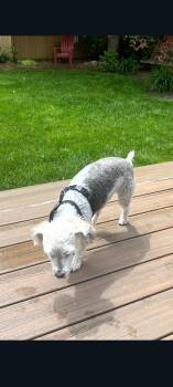 Yorkshire Terrier and Poodle Dogs Available for Adoption in Lewis Center, Ohio - Buddy | PetCurious