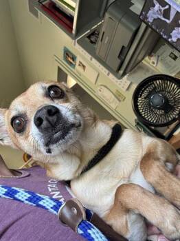 ROCKO -  Chihuahua and Terrier Dog for Adoption in Santa Cruz, California - ROCKO | PetCurious