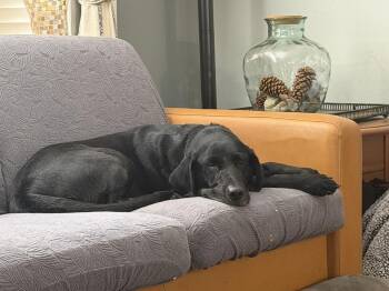 Daoust / Sadie -  Labrador Retriever Dog for Adoption in Broomfield, Colorado - Daoust / Sadie | PetCurious